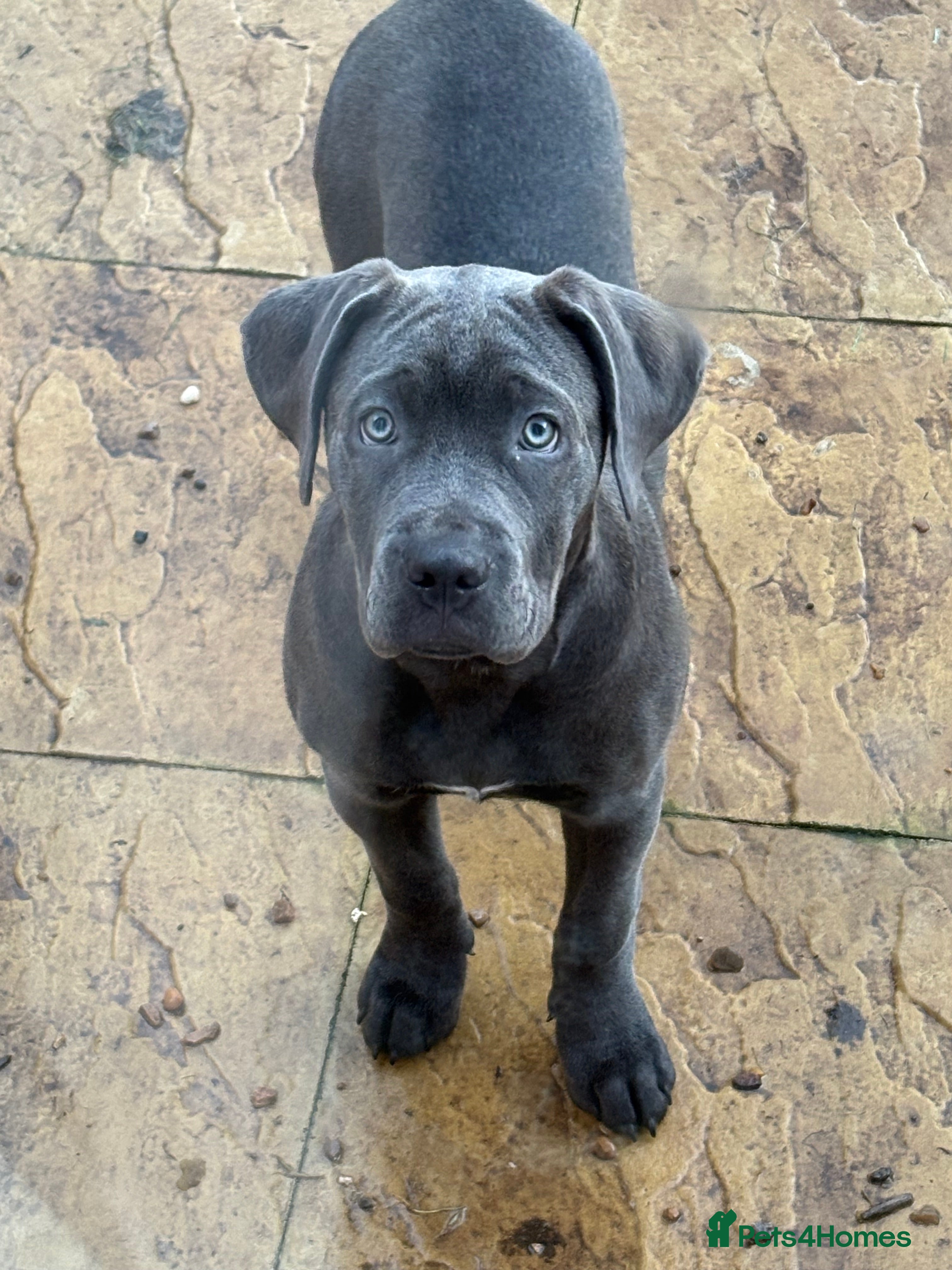 Mixed Breed dogs Cane Corso x Presa Canairo - Advert 14