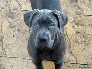 Mixed Breed dogs Cane Corso x Presa Canairo - Advert 2