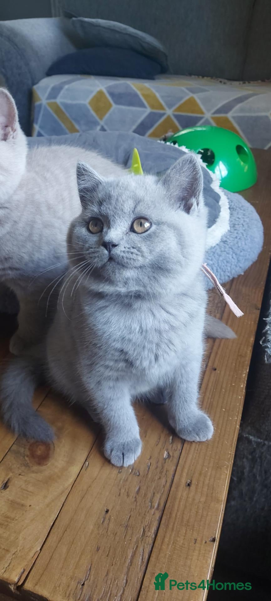 British Shorthair cats for sale: GCCF Pedigree British Shorthair Kittens - Advert 24