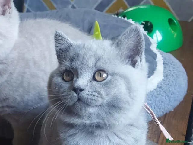 British Shorthair cats for sale: GCCF Pedigree British Shorthair Kittens - Advert 24