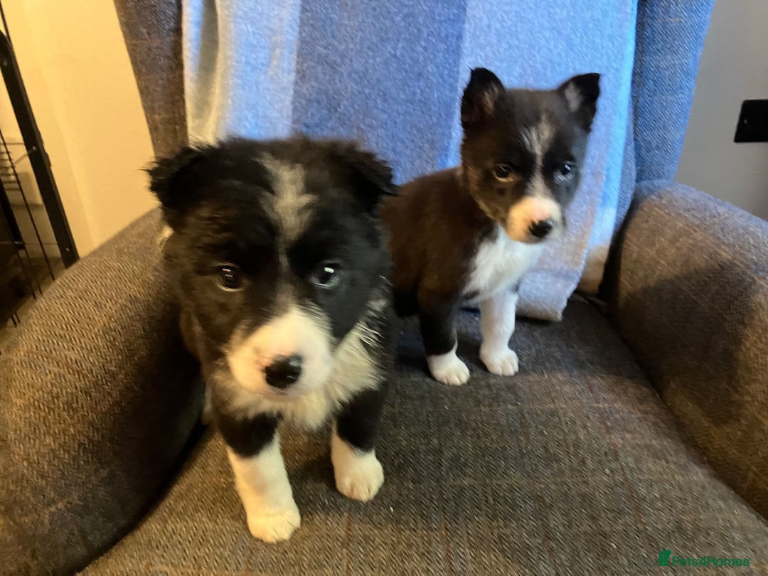 Border Collie dogs for sale: Border Collie Puppies  - Advert 18