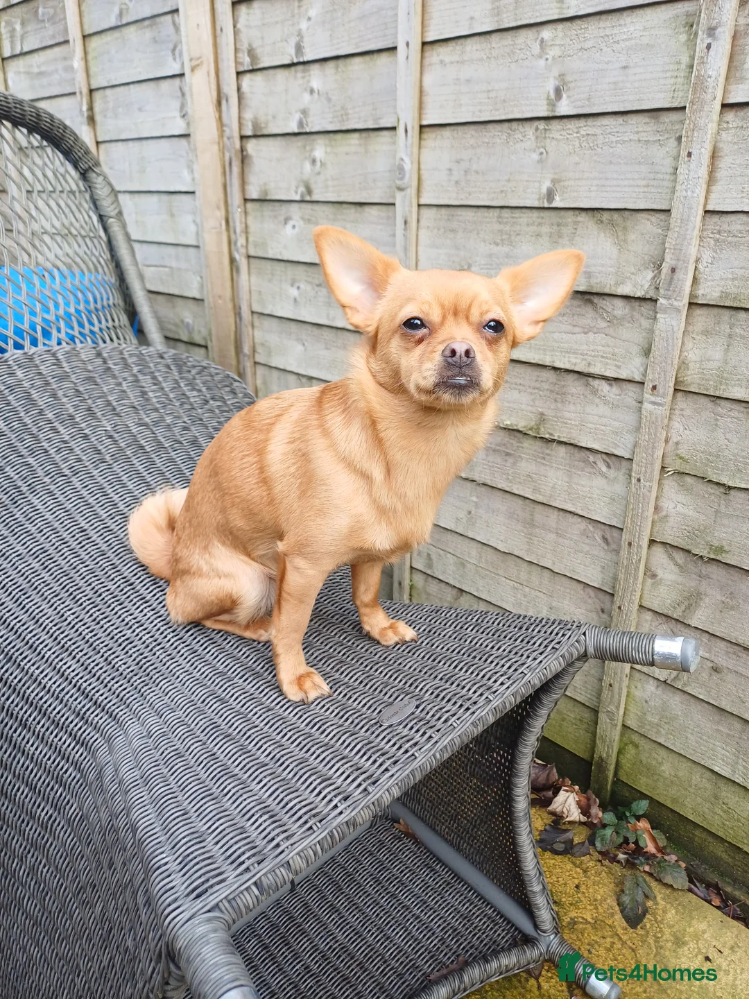 Mixed Breed dogs for sale: Looking for my forever home  - Advert 2