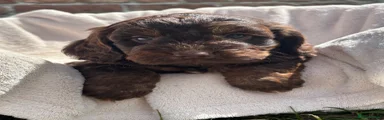 Cockapoo 6