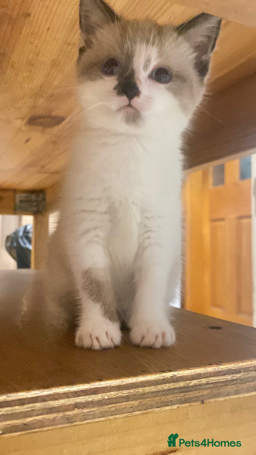 British Shorthair cats for sale: Beautiful kitten - Advert 2