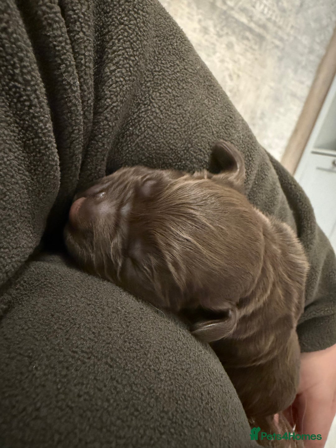 Cocker Spaniel dogs for sale: 7 cocker spaniel puppies for sale  - Advert 14