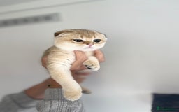 Scottish Fold cats for sale: SALE !!! LUXURY GOLDEN CHINCHILLA SCOTTISH FOLD  - Image 16