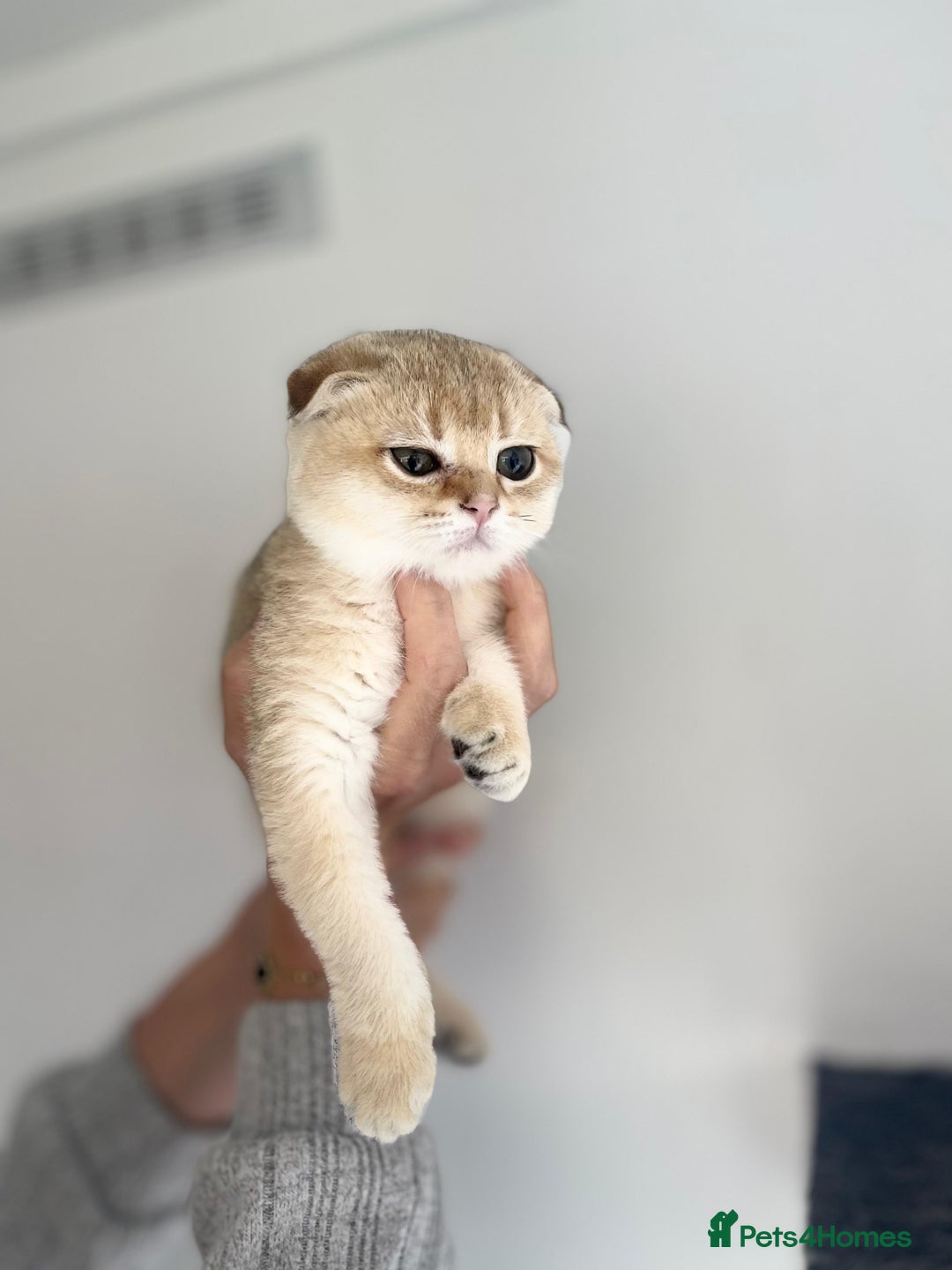 Scottish Fold cats for sale: SALE !!! LUXURY GOLDEN CHINCHILLA SCOTTISH FOLD  - Image 16