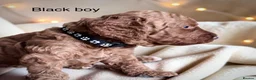 Cockapoo dogs for sale: Extensively health checked cockapoo puppies   - Advert 39