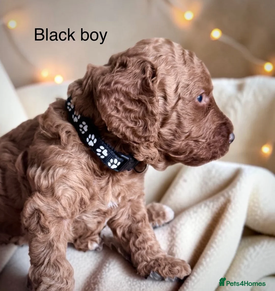 Cockapoo dogs for sale: Extensively health checked cockapoo puppies   - Advert 39