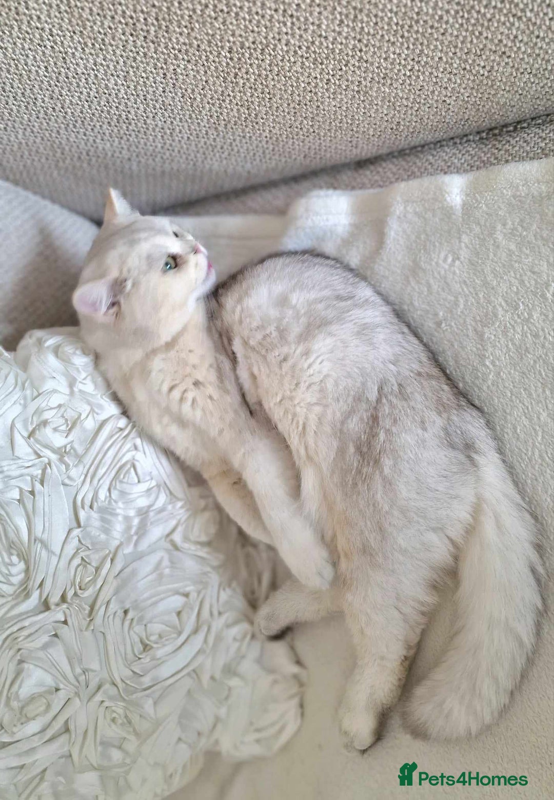 British Shorthair cats for stud: ❤ British Short Hair Active Stud ❤ Champion ❤ in Doncaster - Advert 20