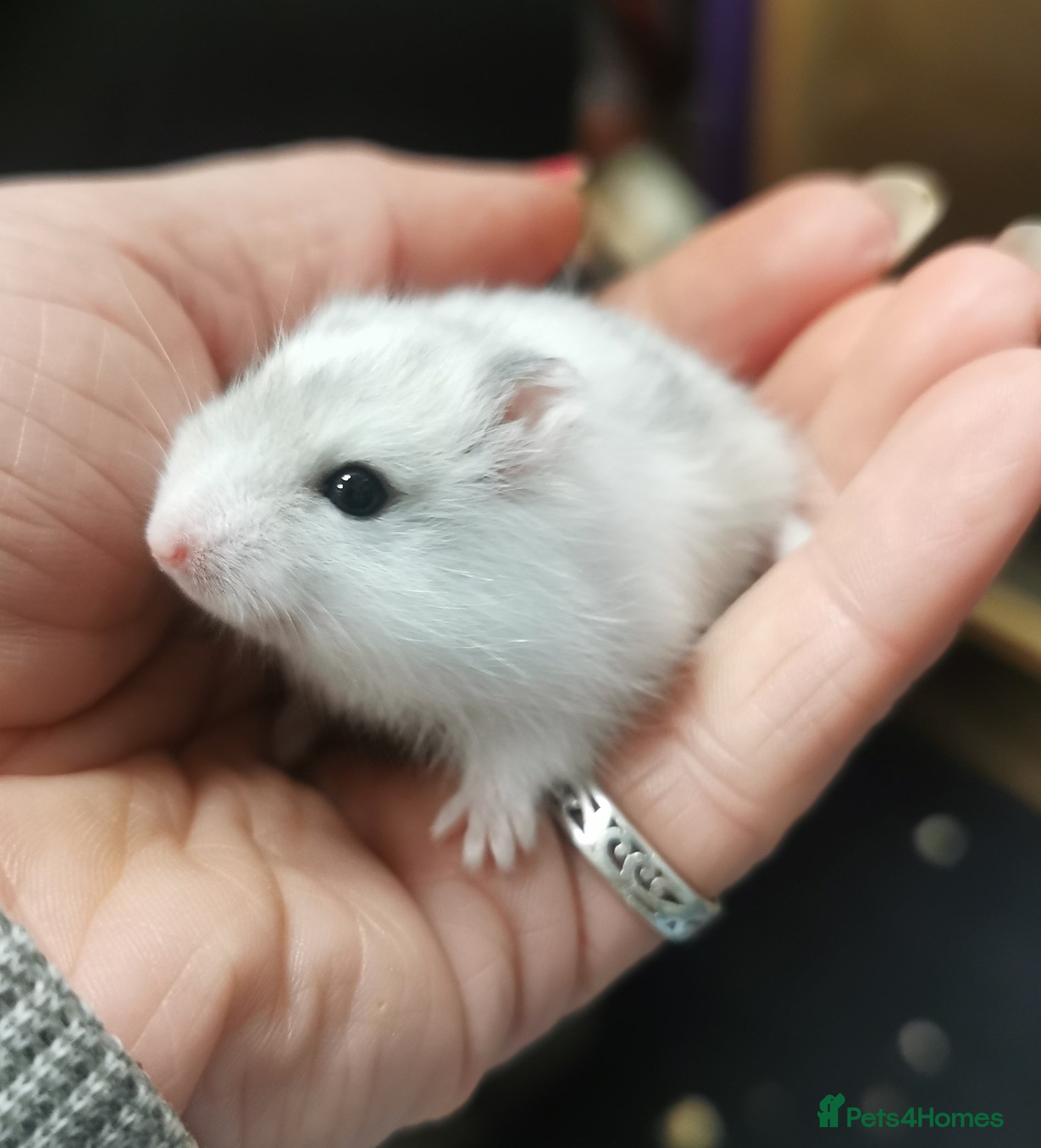 Hamster rodents Winter white dwarf hamsters.  - Advert 1