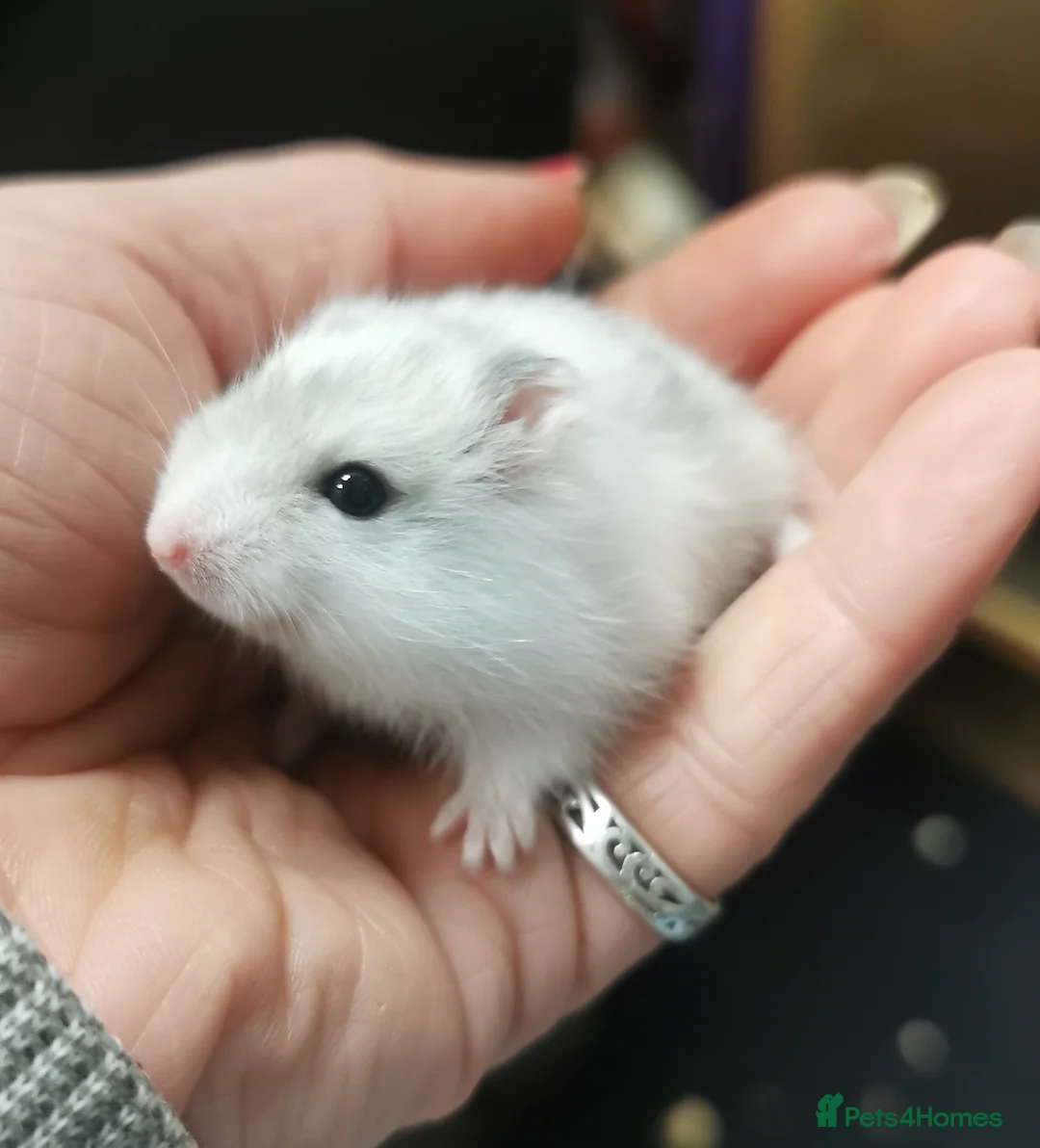 Hamster rodents for sale: Winter white dwarf hamsters.  - Advert 1
