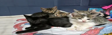 Turkish Angora 2 jet black 