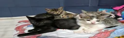 Turkish Angora cats for sale: Stunning Kittens ready for loving homess  - Advert 11