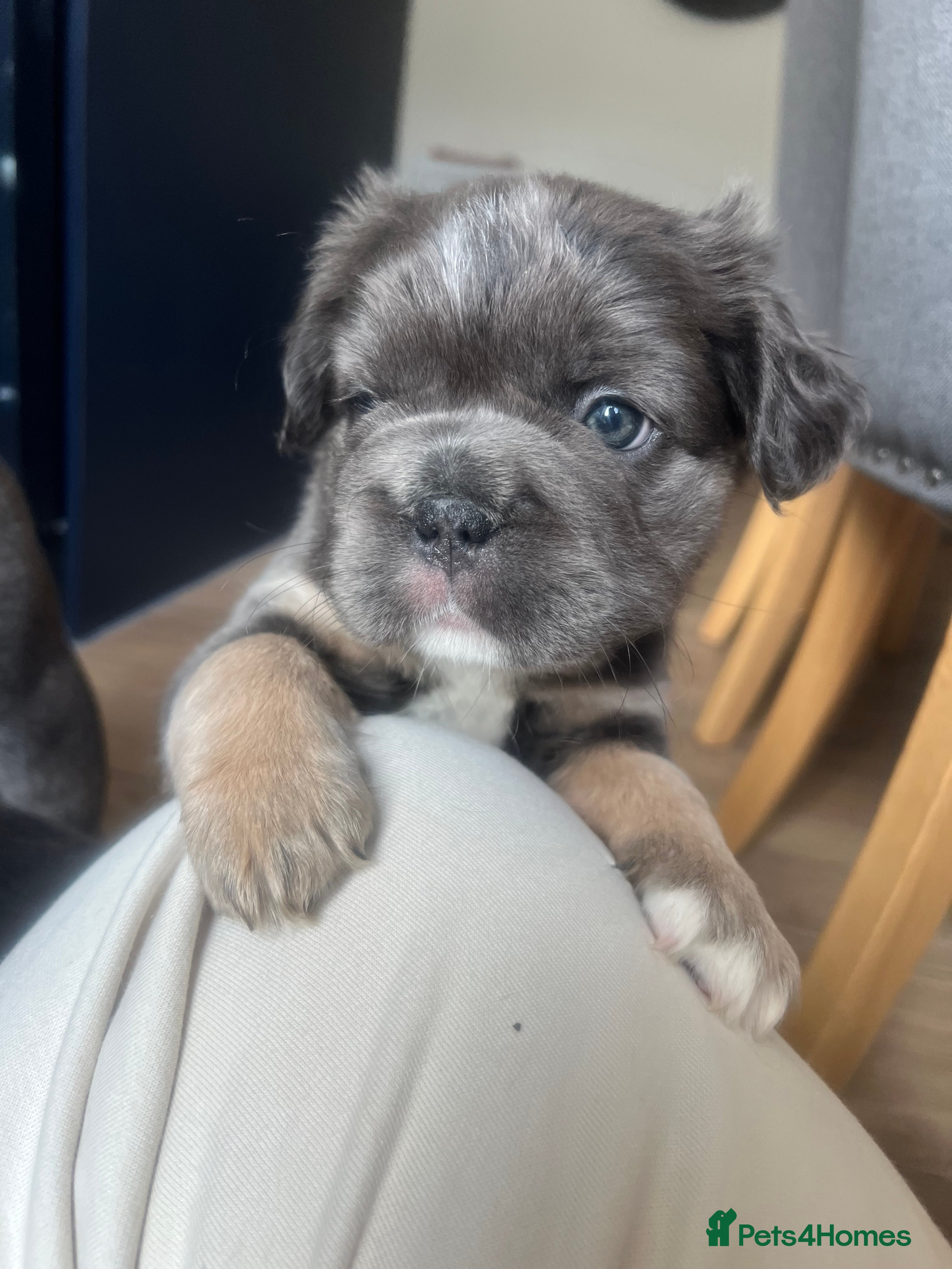 French Bulldog dogs ✨5 Beautiful Fluffy French Bulldog Puppies ✨ - Advert 15