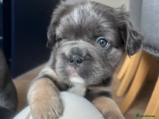 French Bulldog dogs ✨5 Beautiful Fluffy French Bulldog Puppies ✨ - Advert 15