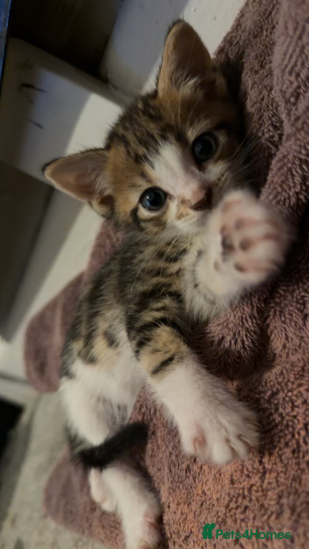 Mixed Breed cats for sale: Tabby kittens - Advert 3
