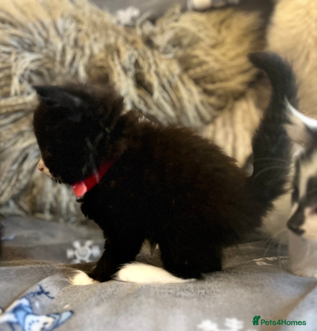 Mixed Breed cats for sale: Fluffy black and white kittens  - Advert 11