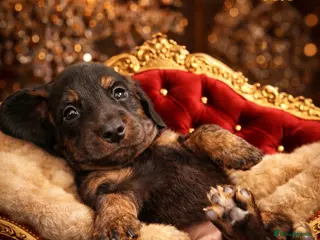 Miniature Dachshund dogs KC Pedigree Long Hair Mini Dachshund boy & girls - Advert 10