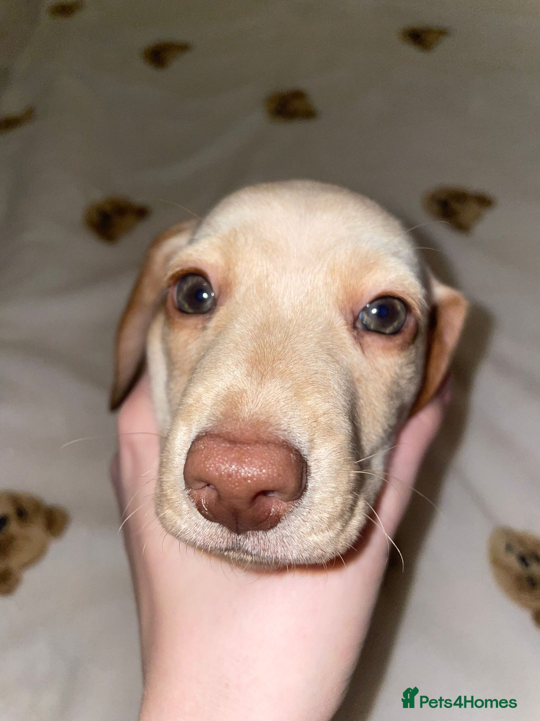 Dachshund dogs for sale: 3 adorable dachshunds puppies 2 boy 1 girls - Advert 9