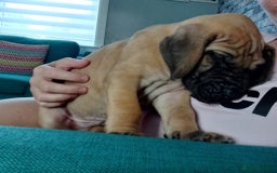 Great Dane dogs for sale: KC Reg Great Dane Female  - Image 15