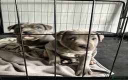 Staffordshire Bull Terrier dogs for sale: 2 blue staffy girls  - Image 5