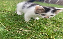 Turkish Angora cats for sale: Beautiful male Turkish angora mixed - Image 2