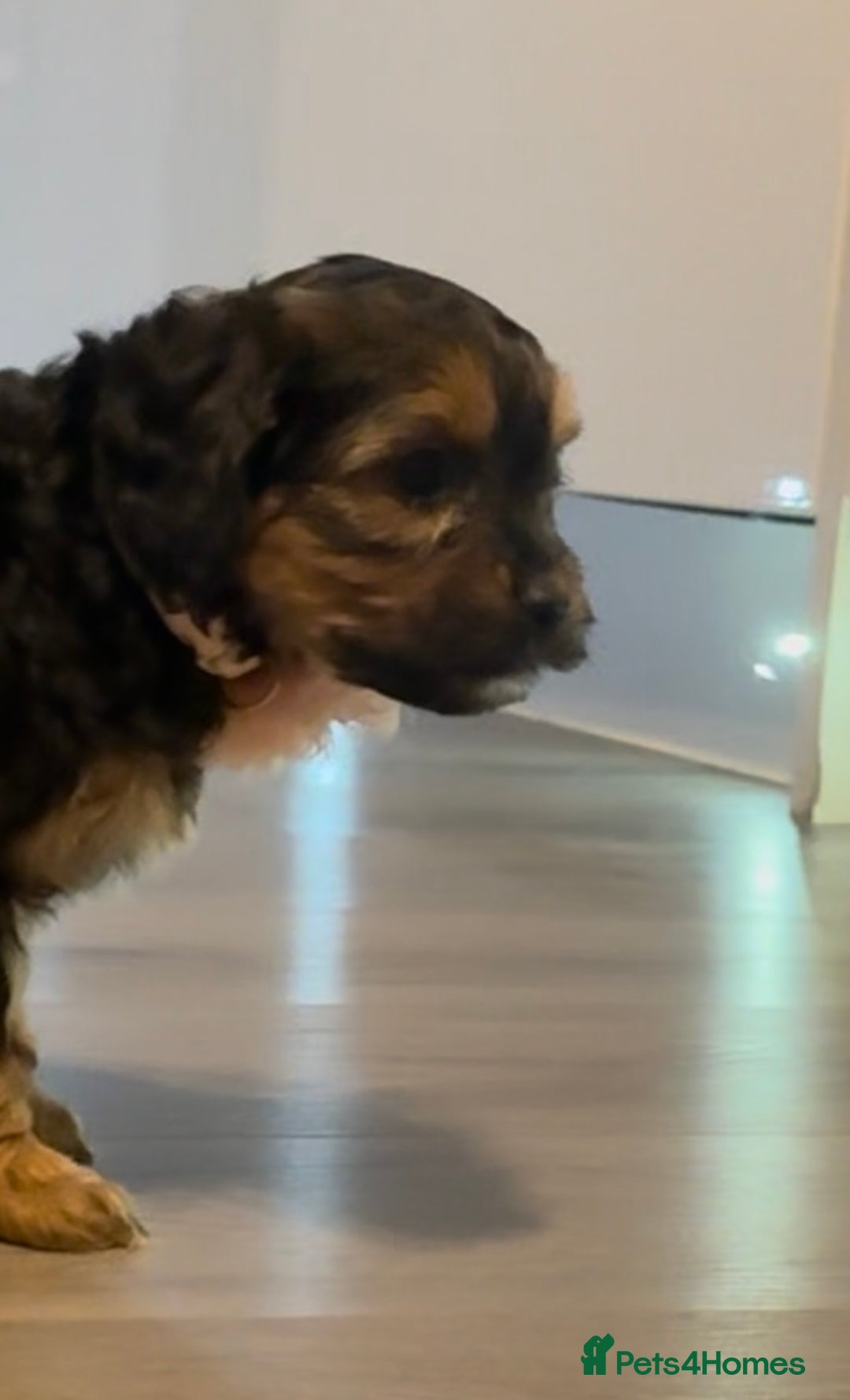 Mixed Breed dogs for sale: Beautiful shihpoo puppies - Advert 15