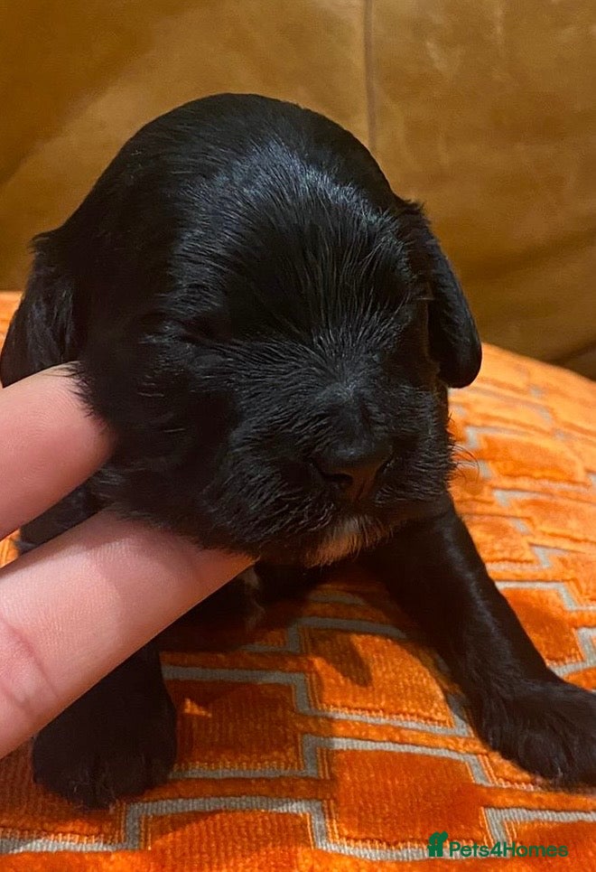 Cavapoo dogs F1 cavapoo 4 girls 1 boy - Advert 2