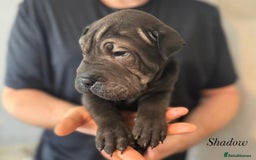 Shar Pei dogs for sale: 2 boys left full shar pei - Image 20