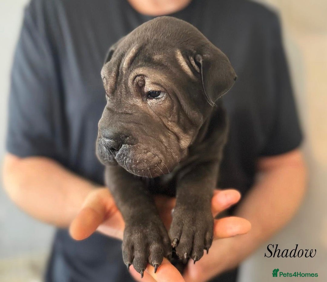 Shar Pei dogs for sale: 2 boys left full shar pei - Image 20