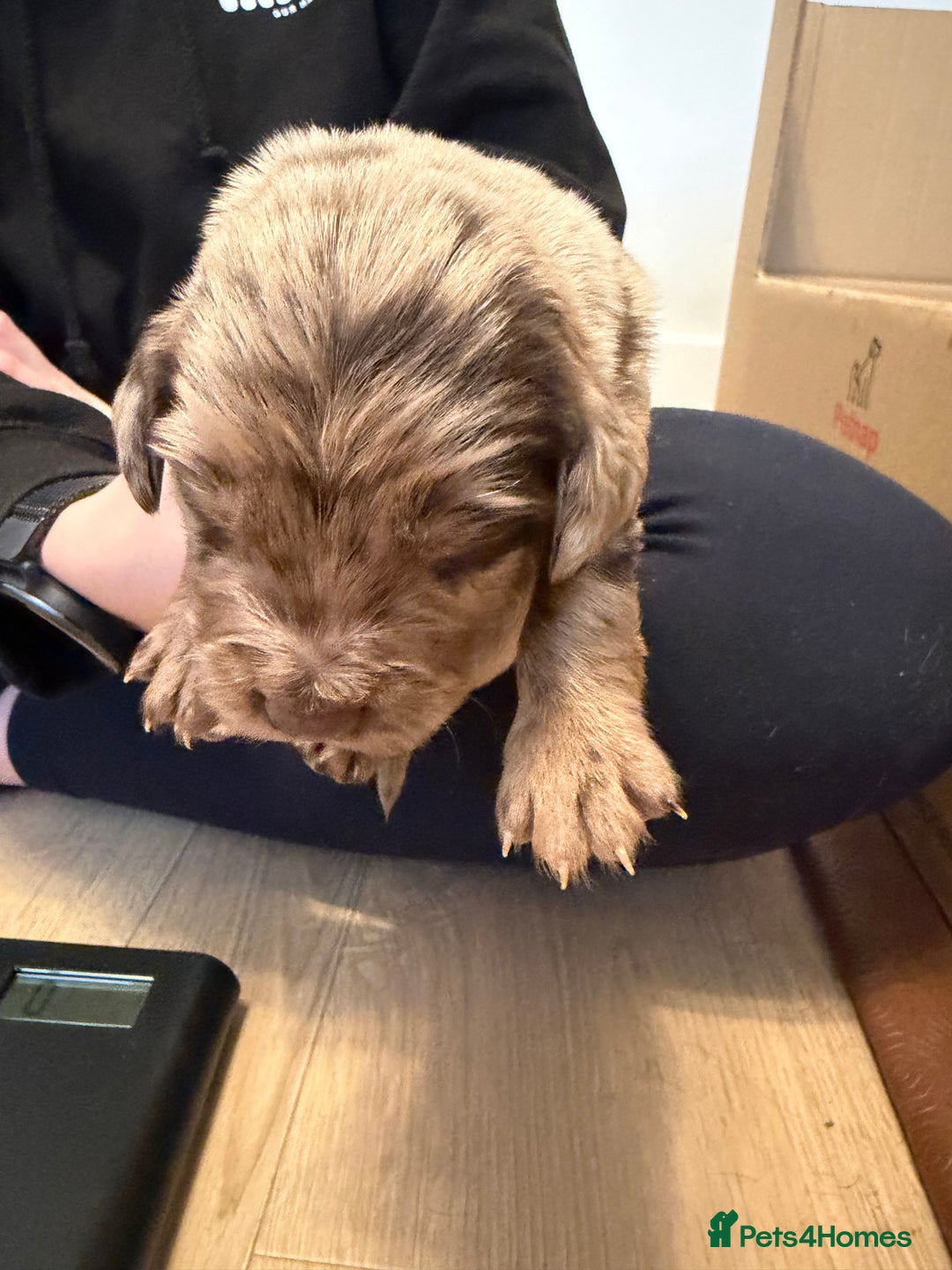 Sprollie dogs for sale: 6 Male Sprollies For Sale - Advert 6