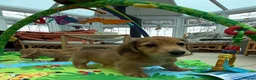 Miniature Dachshund dogs for sale: Minature dachshund ready now - Advert 16