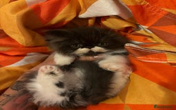 Persian cats for sale: Persian Male kitten  - Image 3