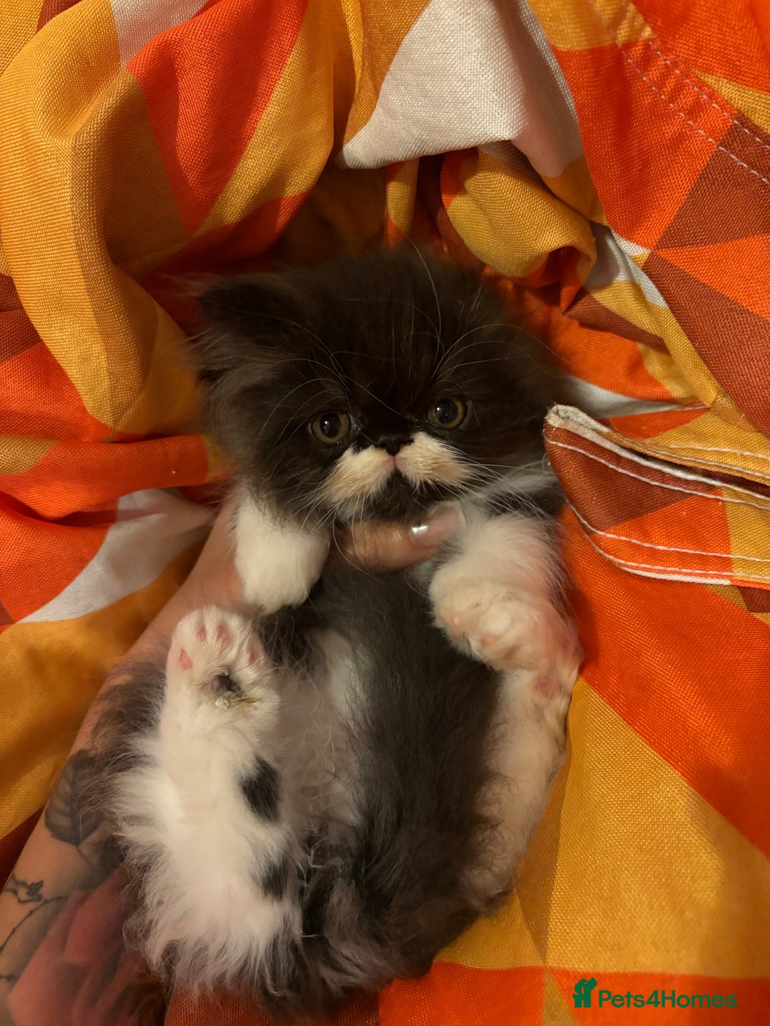 Persian cats for sale: Persian Male kitten  - Image 3