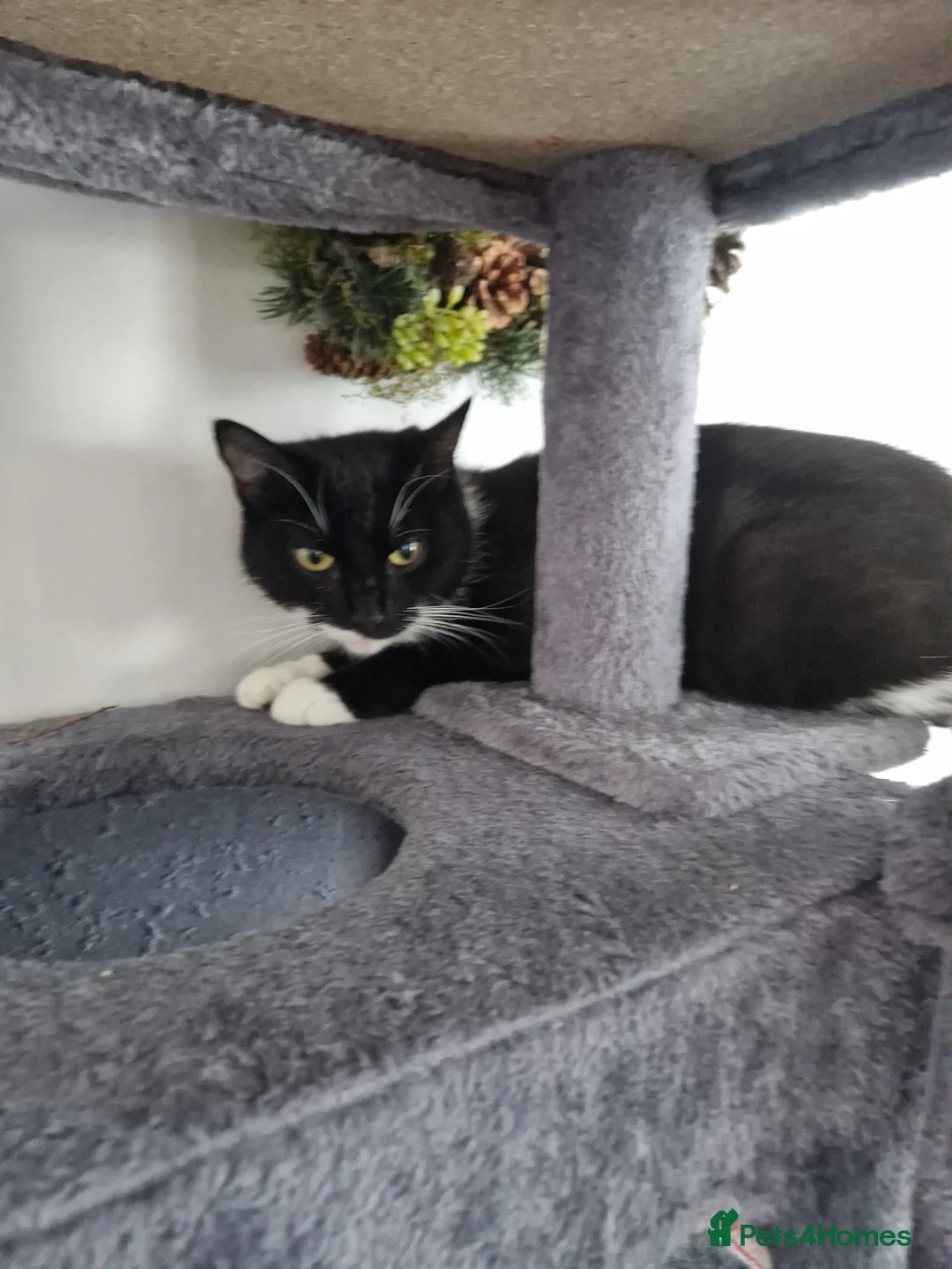Mixed Breed cats for sale: 1 playful black and white kittens free  - Advert 2