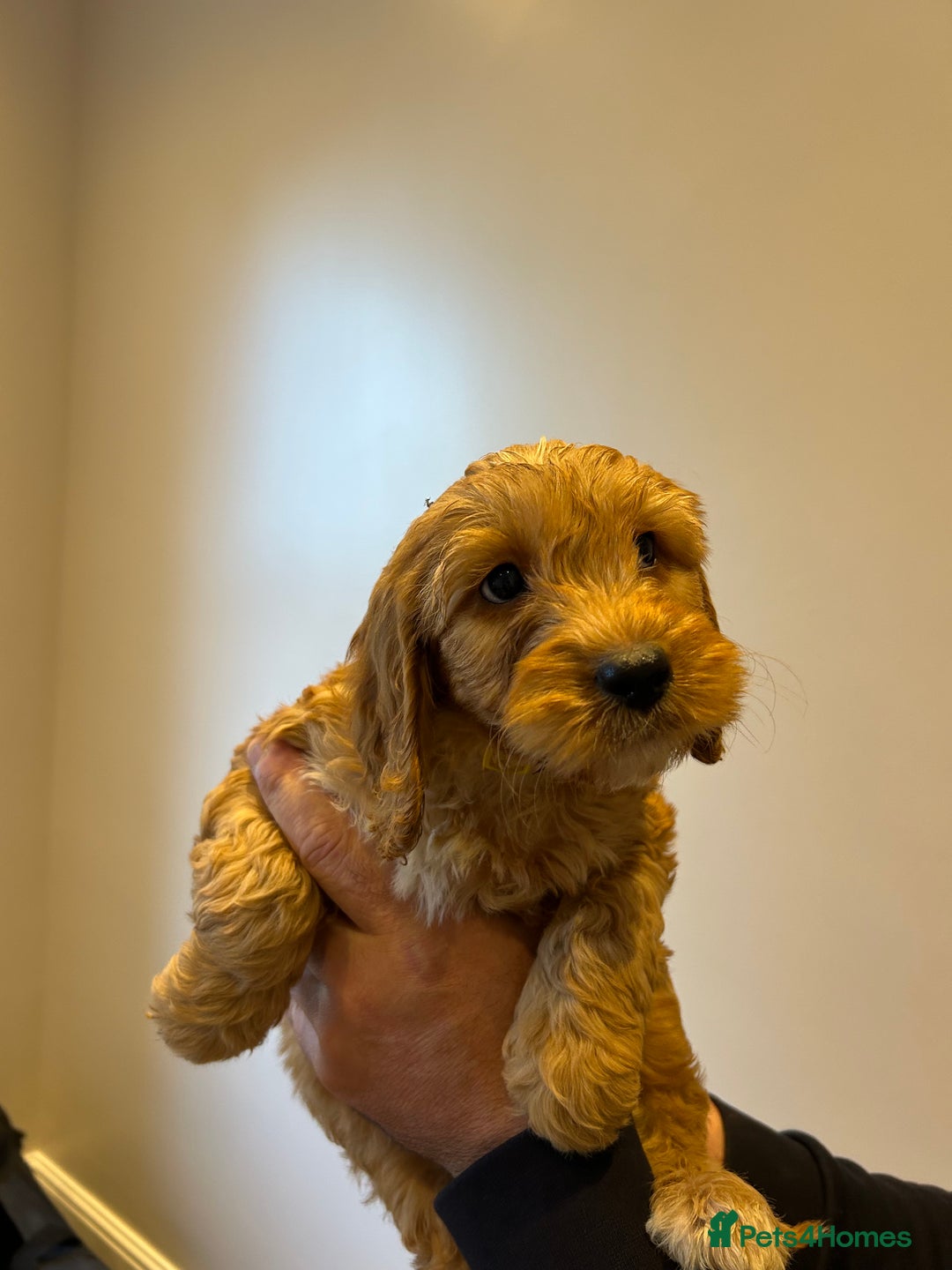 Cockapoo dogs for sale: Cockapoo puppies f1 gorgeous little babys - Advert 26
