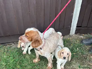 Cocker Spaniel dogs Cocker puppies - Advert 13