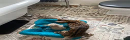 Bengal cats for sale: Tica registered snow Bengal kittens for sale in Stockport - Advert 7