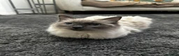 Ragdoll cats for sale: 3 Cute Ragdoll Kittens (Discounts available) - Advert 5
