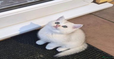 British Shorthair cats British shorthaired GCCF kittens - Advert 11