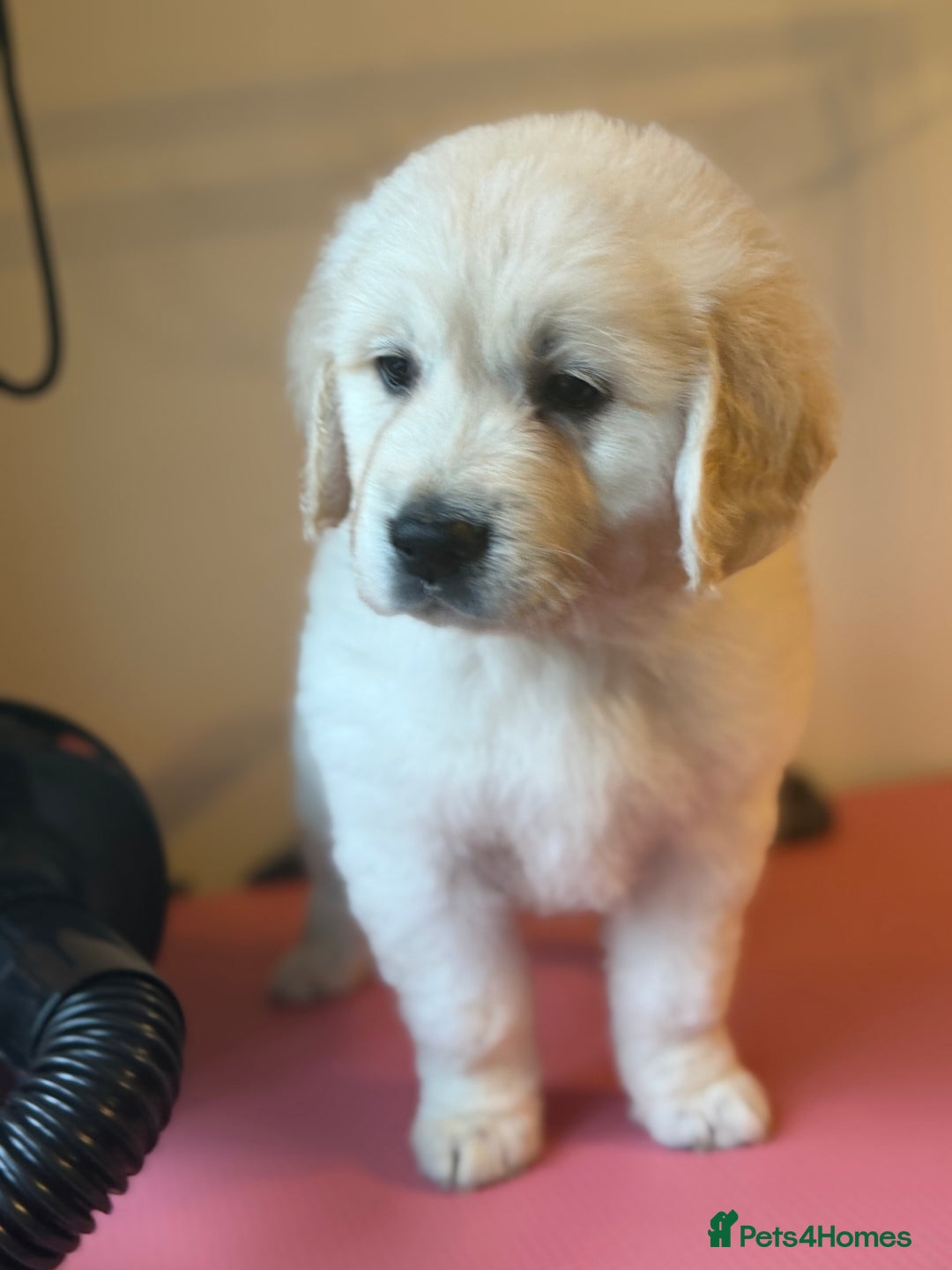 Golden Retriever dogs for sale:  FULLY HEALTH TESTED PARENTS - Advert 5