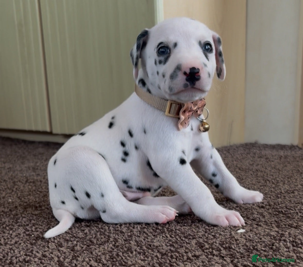 Dalmatian dogs Beautiful Dalmatian puppies ready to reserve  - Advert 2