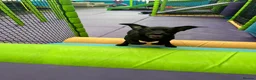 Labrador Retriever dogs for sale: Champion line labradors part trained - Advert 11