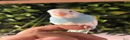 Budgerigars birds for sale: 2 baby budgies available tame to hand  in Walsall - Advert 15