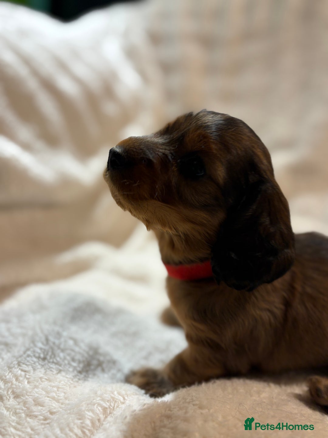 Miniature Dachshund dogs for sale: Beautiful Pedigree KC Reg Mini Longhair Dachshunds - Advert 18