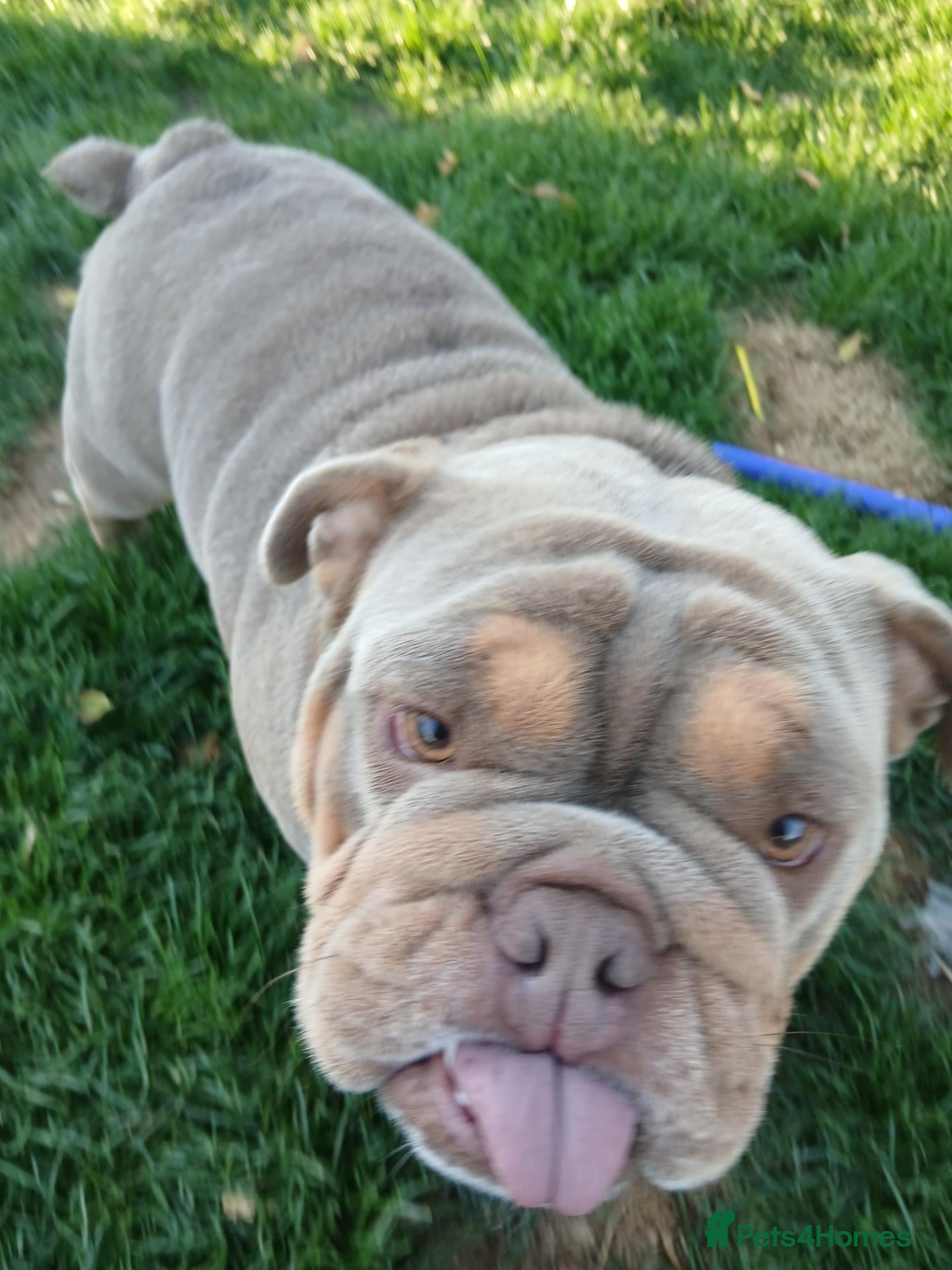 English Bulldog dogs Kc registered english bulldog - Advert 1