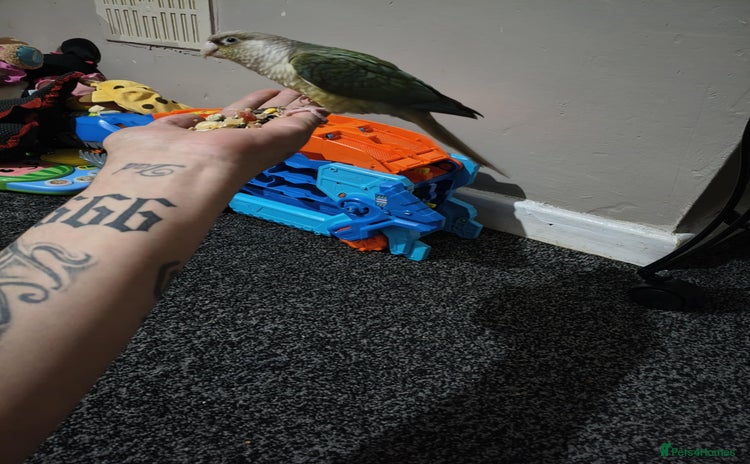 Ringnecks birds - Advert 7