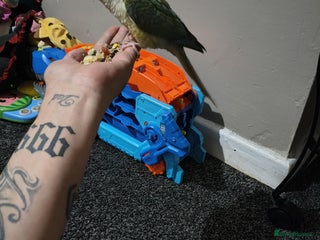 Ringnecks birds - Advert 6