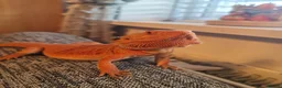 Bearded Dragon reptiles for sale: Bearded dragon orange  in Chester-le-Street - Advert 1